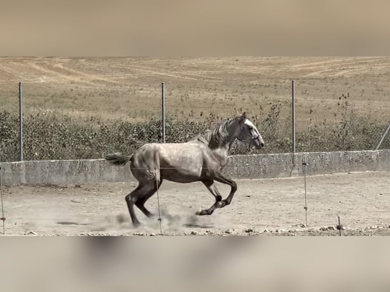 Lusitano Mix Mare 3 years 14,3 hh Gray in Hurones