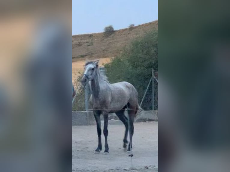 Lusitano Mix Mare 3 years 14,3 hh Gray in Hurones