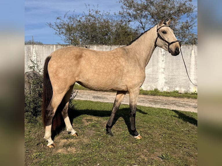 Lusitano Mare 3 years 14,1 hh Buckskin in Casal do Ralha