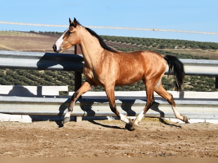 Lusitano Mare 3 years 14,2 hh Dun in Provinz Cordoba