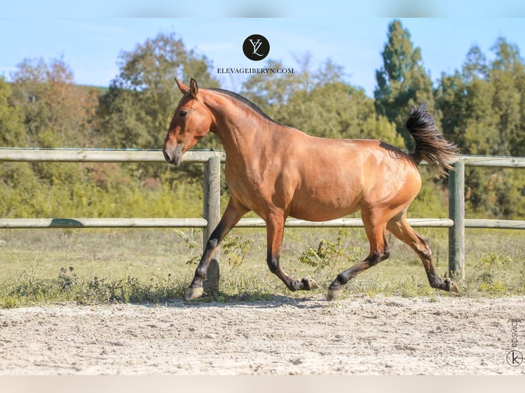 Lusitano Mare 3 years 15.1 hh Brown in Erdre en anjou
