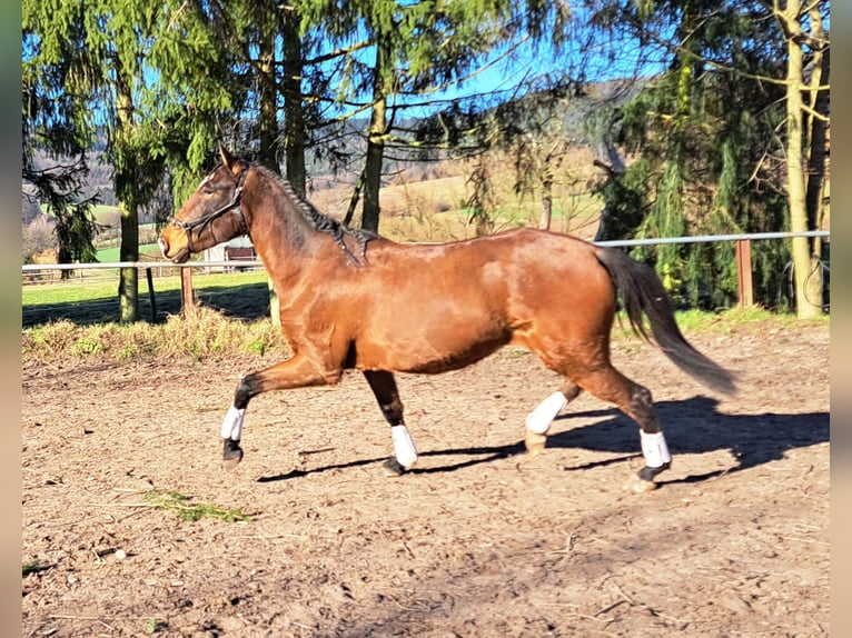 Lusitano Mare 3 years 15,1 hh Brown in Westerngrund