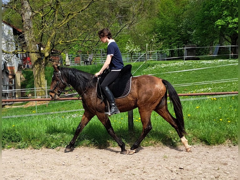 Lusitano Mare 3 years 15,1 hh Brown in Westerngrund