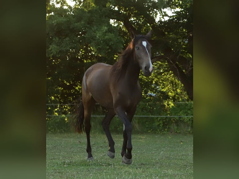 Lusitano Mare 3 years 15.1 hh Buckskin in Schönberg