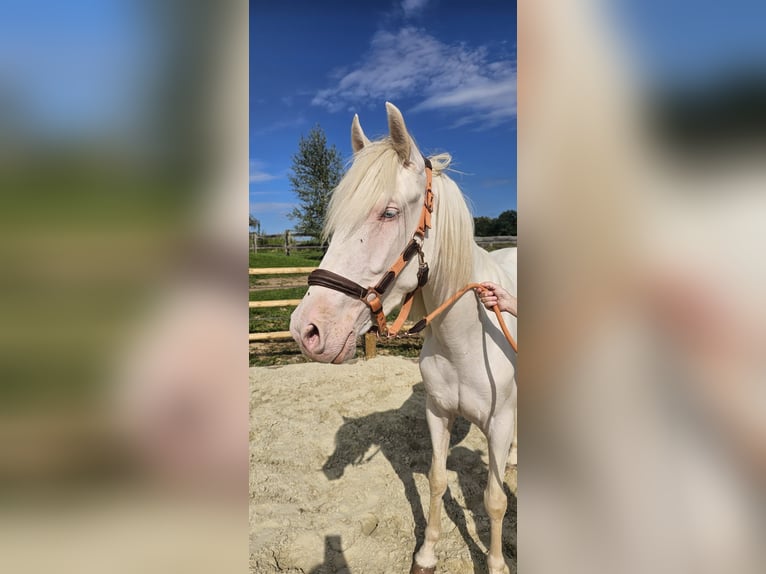 Lusitano Mare 3 years 15,1 hh Champagne in Châlons-en-Champagne