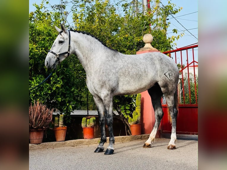 Lusitano Mare 3 years 15.1 hh Grey-Dapple in Betera