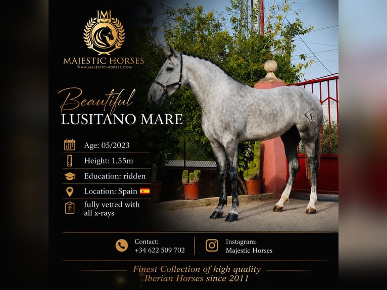 Lusitano Mare 3 years 15.1 hh Grey-Dapple in Betera