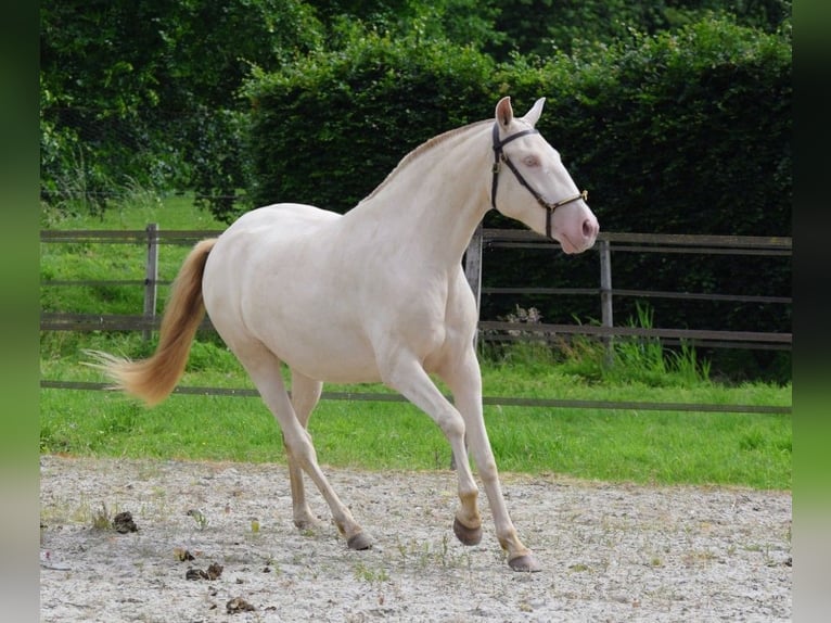 Lusitano Mare 3 years 15.1 hh Pearl in Arras