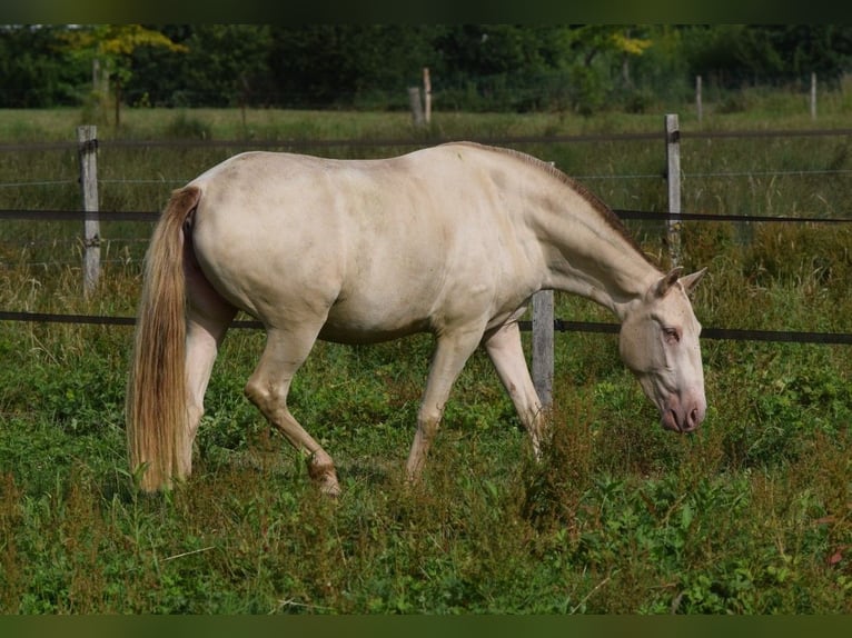Lusitano Mare 3 years 15.1 hh Pearl in Arras