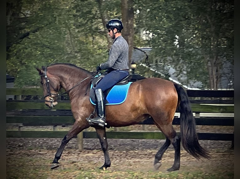 Lusitano Mare 3 years 15.2 hh Bay in Ocala