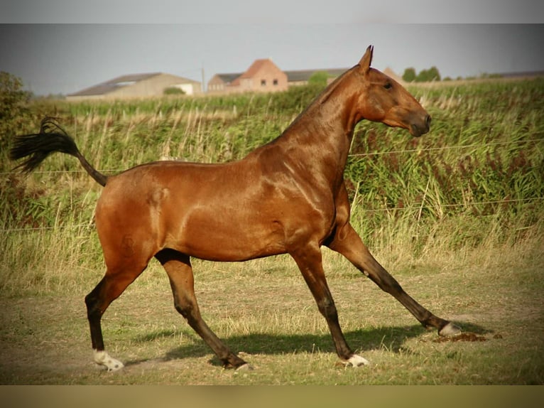 Lusitano Mare 3 years 15.2 hh Brown in Bredene