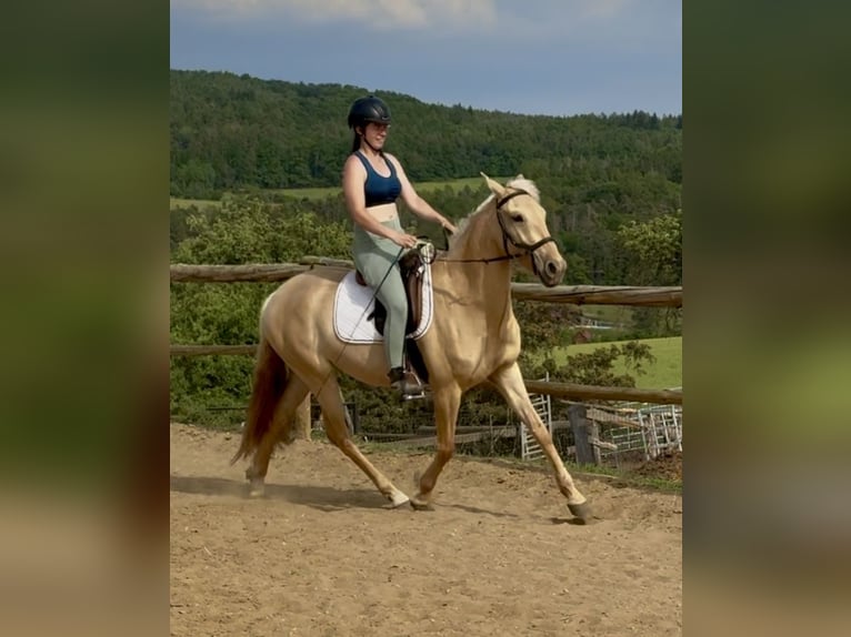 Lusitano Mare 3 years 15.2 hh Dunalino in Hýskov