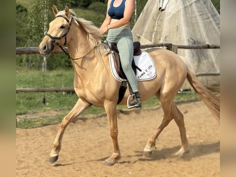 Lusitano Mare 3 years 15.2 hh Dunalino in Hýskov