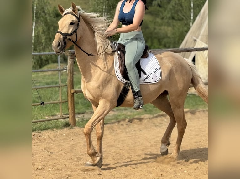 Lusitano Mare 3 years 15.2 hh Dunalino in Hýskov