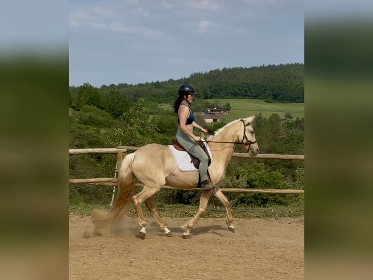 Lusitano Mare 3 years 15.2 hh Dunalino in Hýskov