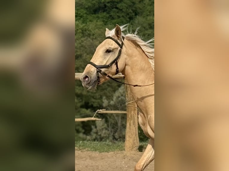 Lusitano Mare 3 years 15.2 hh Dunalino in Hýskov