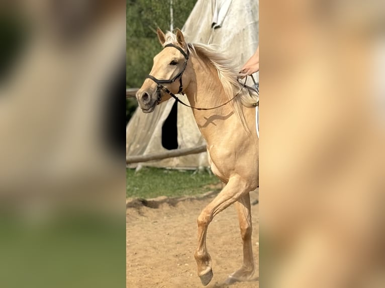 Lusitano Mare 3 years 15.2 hh Dunalino in Hýskov