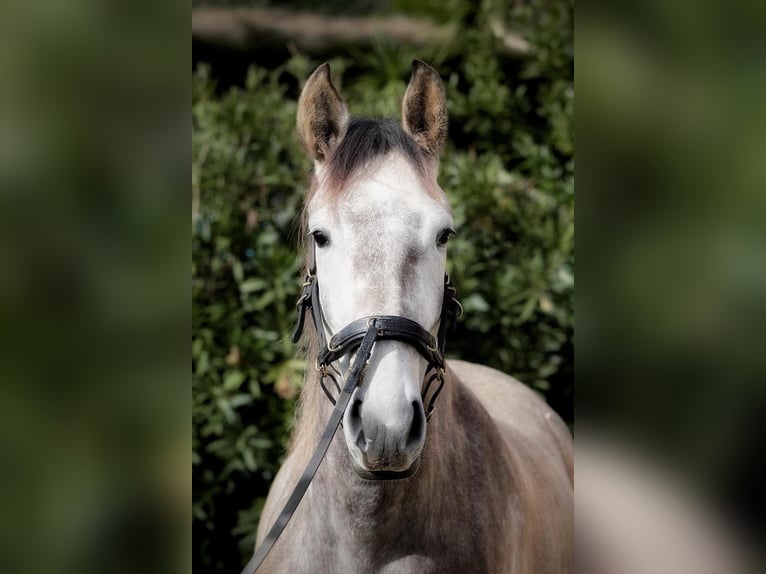 Lusitano Mare 3 years 15,2 hh Gray in Encarnação