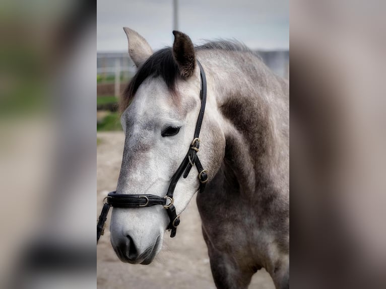 Lusitano Mare 3 years 15,2 hh Gray in Encarnação