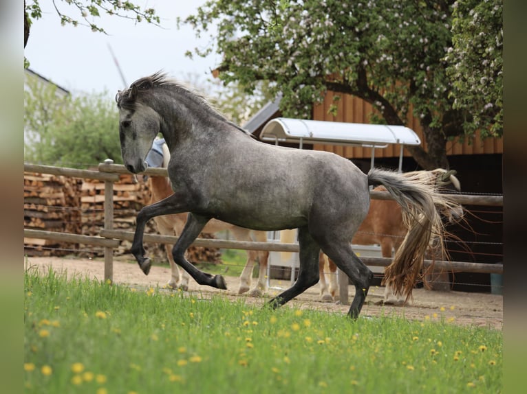 Lusitano Mare 3 years 15.2 hh Grey in Heiligenstadt