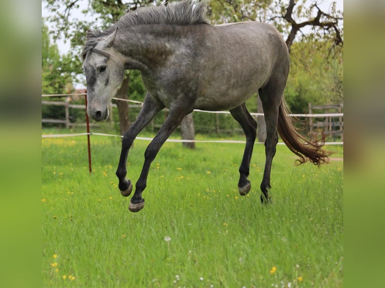 Lusitano Mare 3 years 15.2 hh Grey in Heiligenstadt
