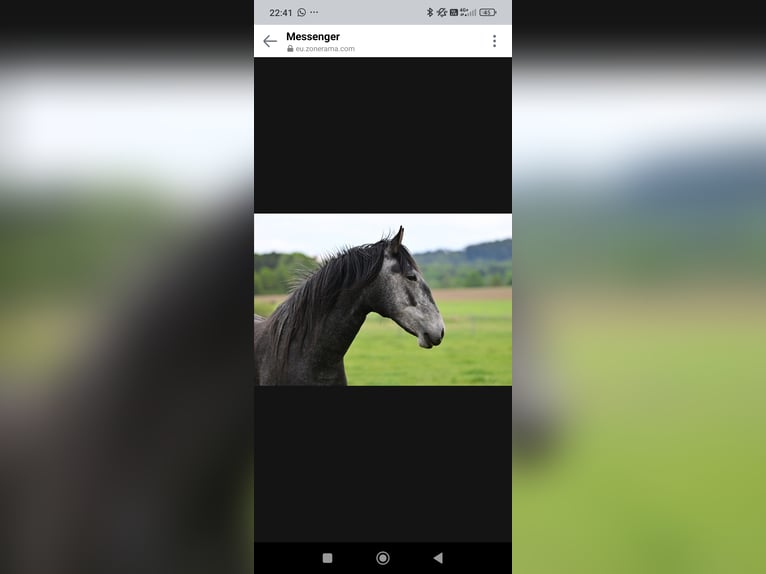 Lusitano Mare 3 years 15.2 hh Grey in Lužice