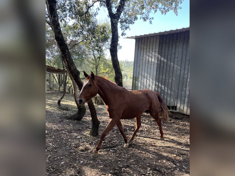 Lusitano Mare 3 years 15,3 hh Chestnut in Ourém