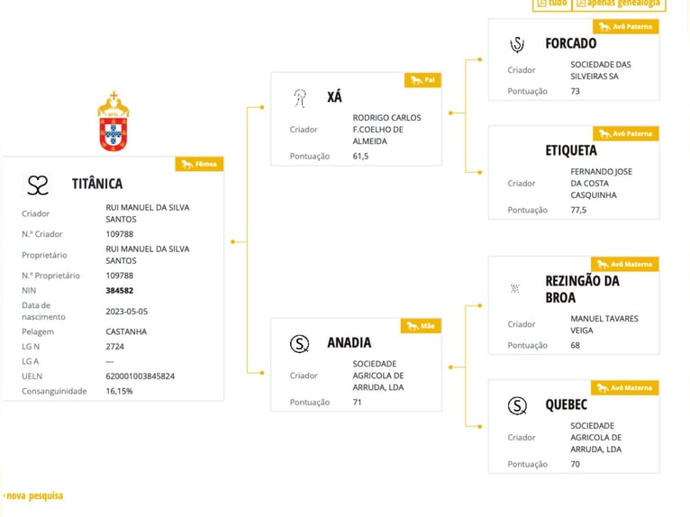 Lusitano Mare 3 years 15,1 hh Brown in Bedburg