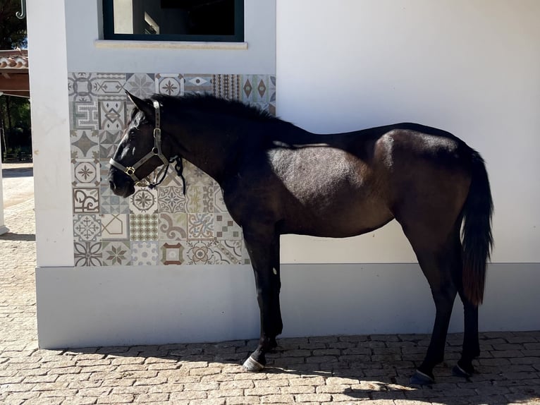 Lusitano Mare 3 years 15,2 hh Black in St. Estevao