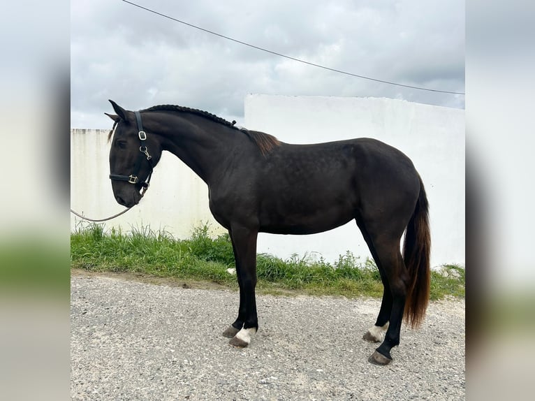 Lusitano Mare 3 years 15,2 hh Black in RIO MAIOR