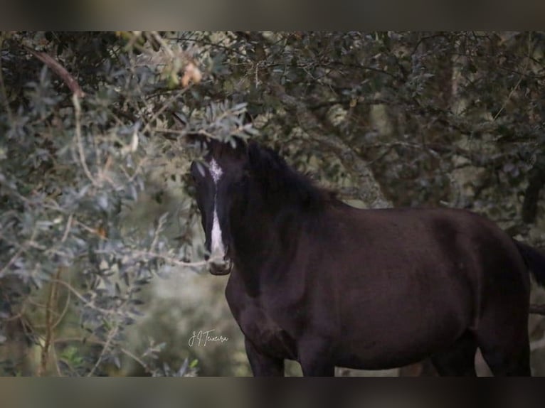 Lusitano Mare 3 years 15,2 hh Black in Rio Maior