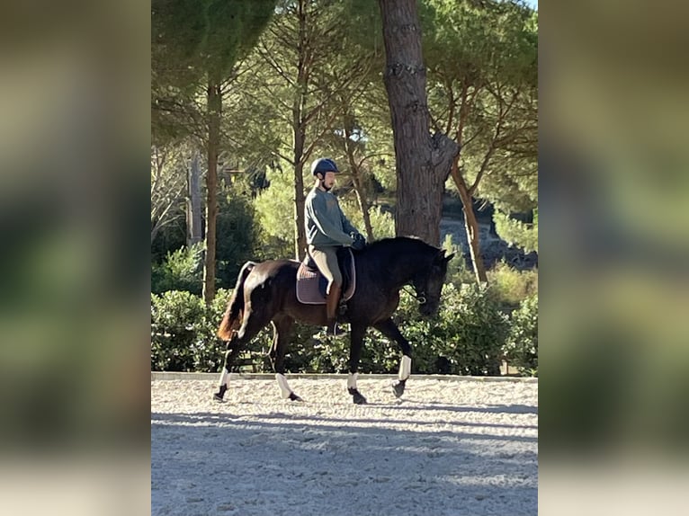 Lusitano Mare 3 years 15,2 hh Black in St. Estevao