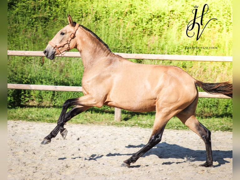 Lusitano Mare 3 years 15,2 hh Dun in Marly-sous-Issy