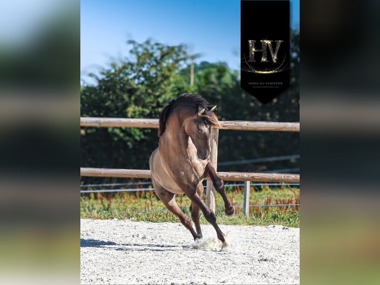Lusitano Mare 3 years 15,2 hh Dun in Marly-sous-Issy