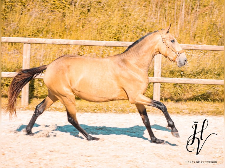 Lusitano Mare 3 years 15,2 hh Dun in Marly-sous-Issy