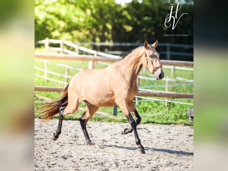 Lusitano Mare 3 years 15,2 hh Dun in Marly-sous-Issy