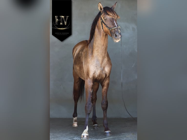 Lusitano Mare 3 years 15,2 hh Dun in Marly-sous-Issy