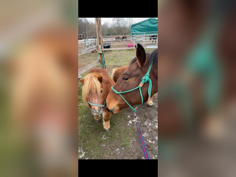 Lusitano Mare 3 years 15,3 hh Brown in Thyrow
