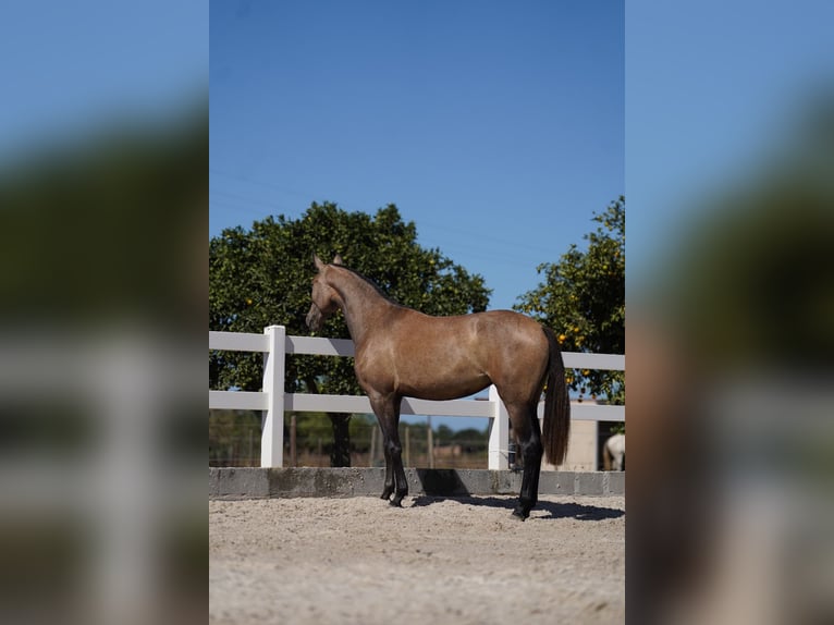 Lusitano Mare 3 years 15,3 hh Grey-Red-Tan in Agua Derramada