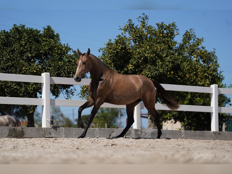 Lusitano Mare 3 years 15,3 hh Grey-Red-Tan in Agua Derramada