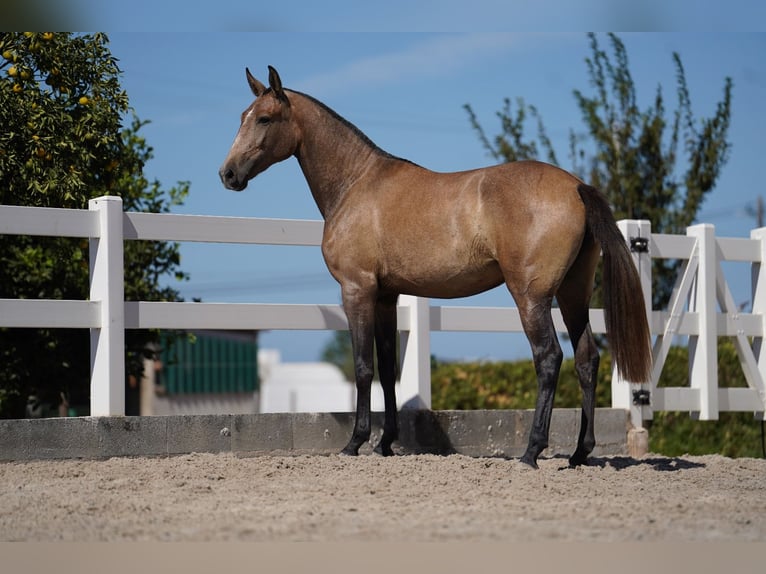 Lusitano Mare 3 years 15,3 hh Grey-Red-Tan in Agua Derramada
