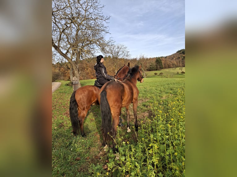 Lusitano Mare 3 years 16.1 hh Bay-Dark in Fürth