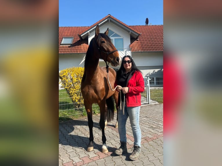 Lusitano Mare 3 years 16.1 hh Bay-Dark in Fürth