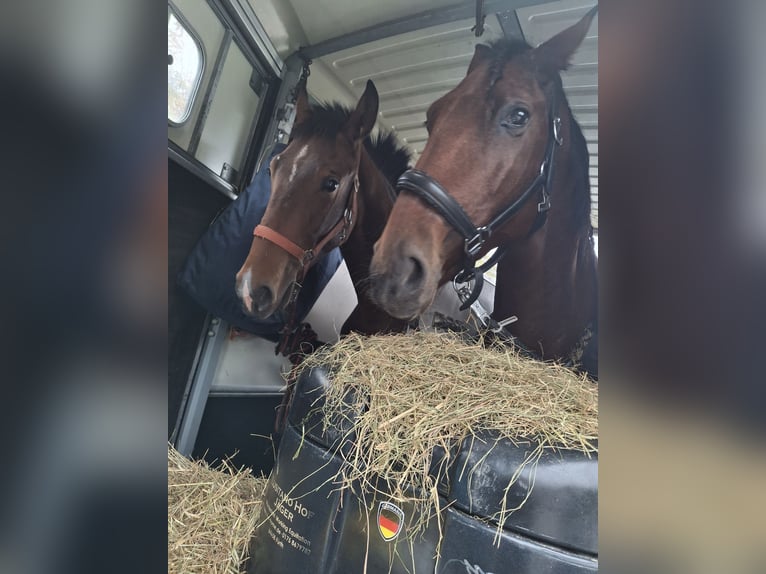 Lusitano Mare 3 years 16.1 hh Bay-Dark in Fürth