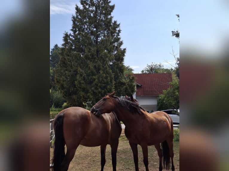 Lusitano Mare 3 years 16.1 hh Bay-Dark in Fürth