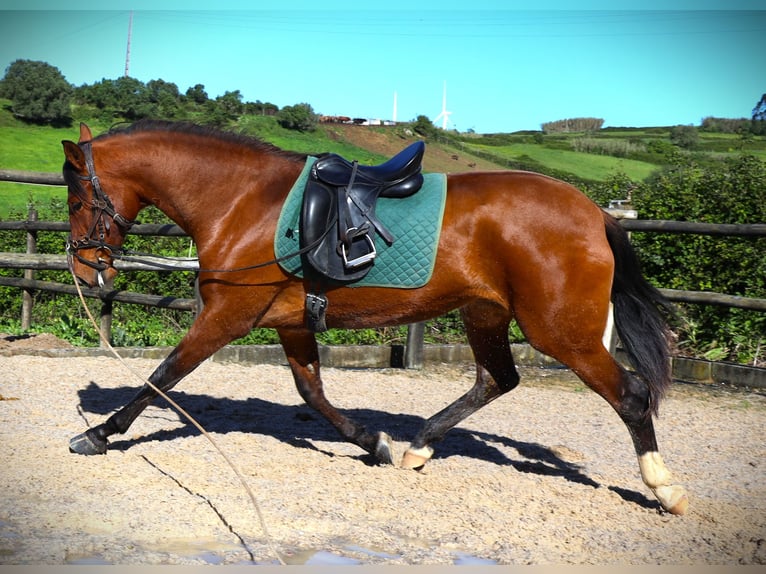 Lusitano Mare 3 years 16,1 hh Brown in Ribamar