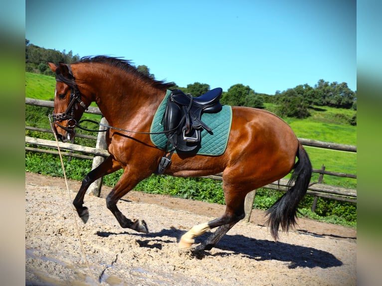 Lusitano Mare 3 years 16,1 hh Brown in Ribamar
