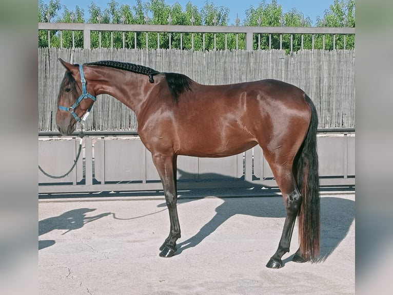 Lusitano Mix Mare 3 years 16,1 hh Bay in Molina De Segura