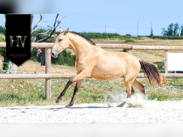 Lusitano Mare 3 years Buckskin in Marly-sous-Issy