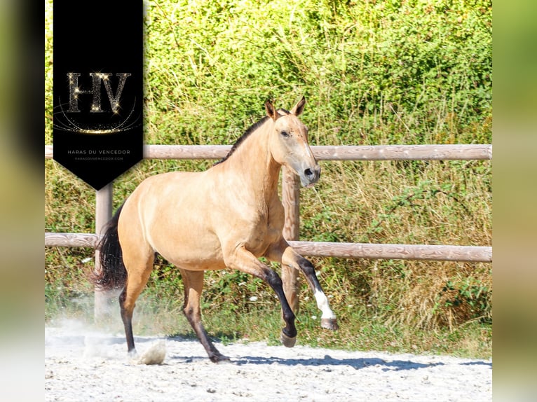 Lusitano Mare 3 years Buckskin in Marly-sous-Issy